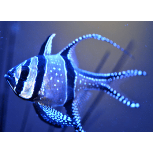 Live Fish