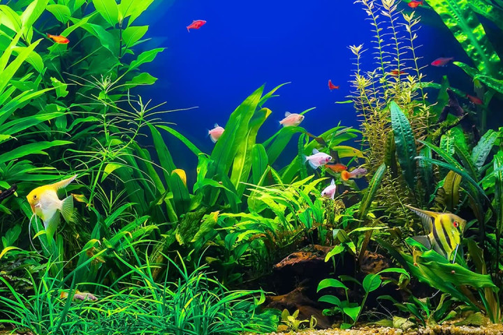 Aquatic Live Plant