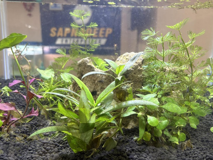 The Beauty of an Aquarium in Your Home