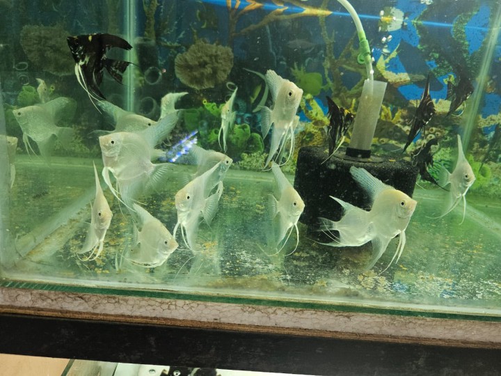 New Arrivals at Fishocare