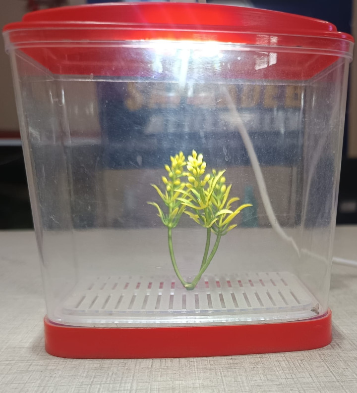 Beta aquarium