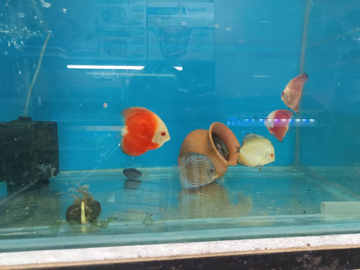 Discus