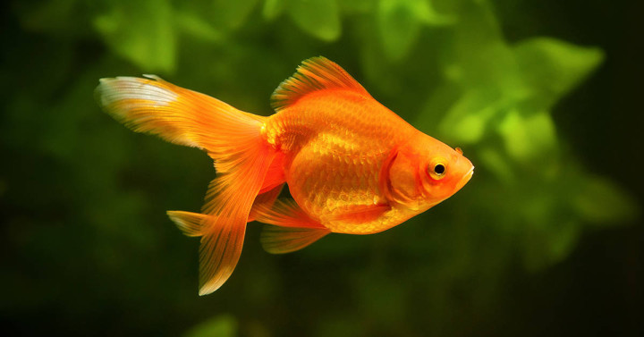 Gold fish
