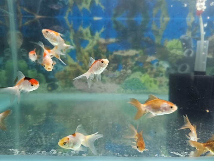 Tricolor Goldfish
