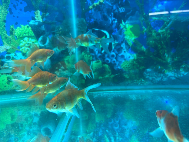 Subankin goldfish