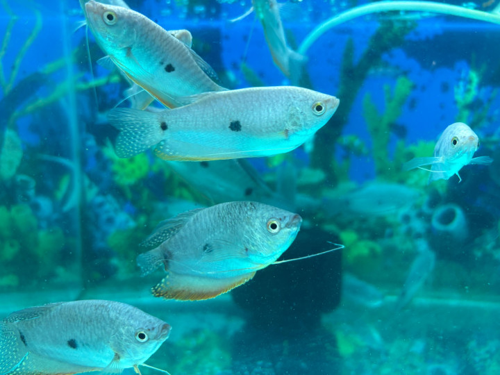 Gourami