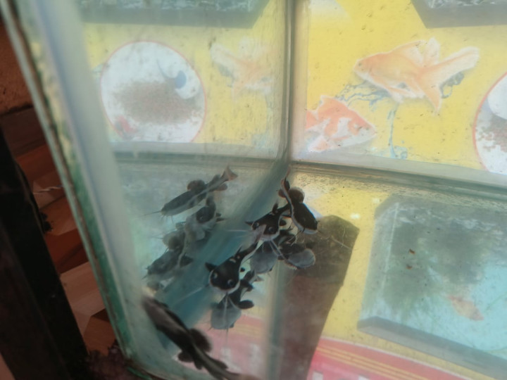 Red Tail CatFish