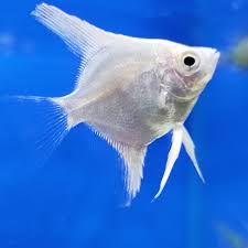 White angel fish