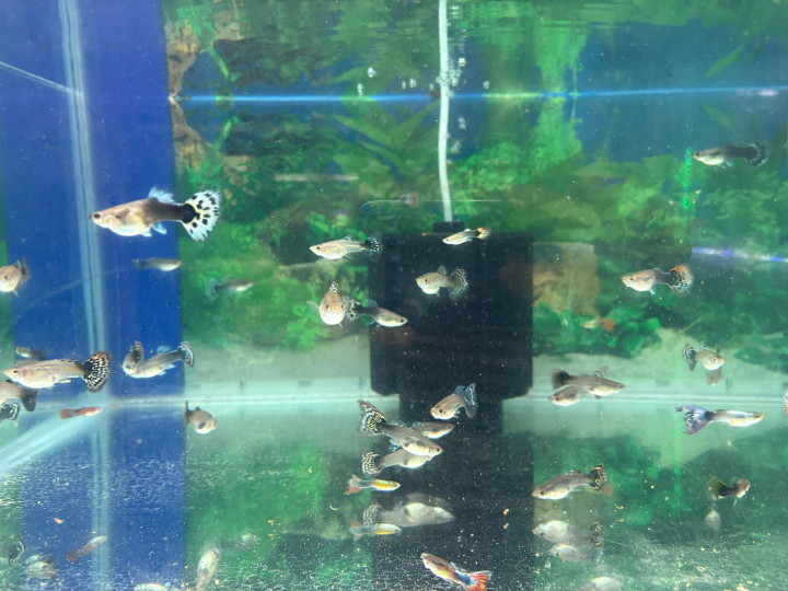 Guppy