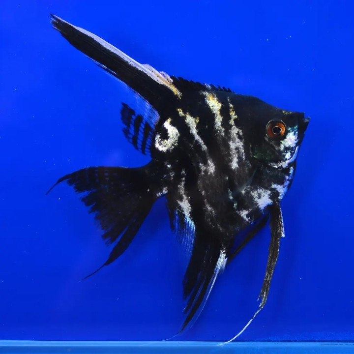 Marble Angelfish