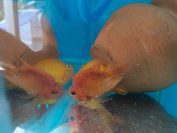 Parrot Fish