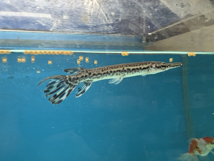 Alligator fish