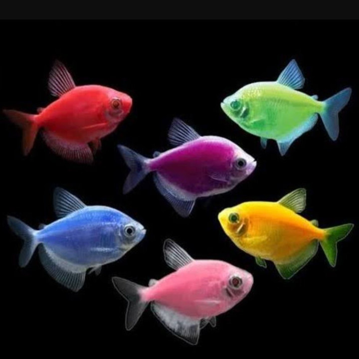 Tetra mixed