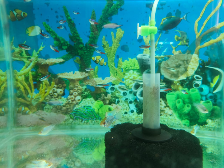 Electric Blue fish