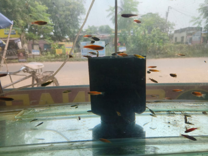 Zebra Fish