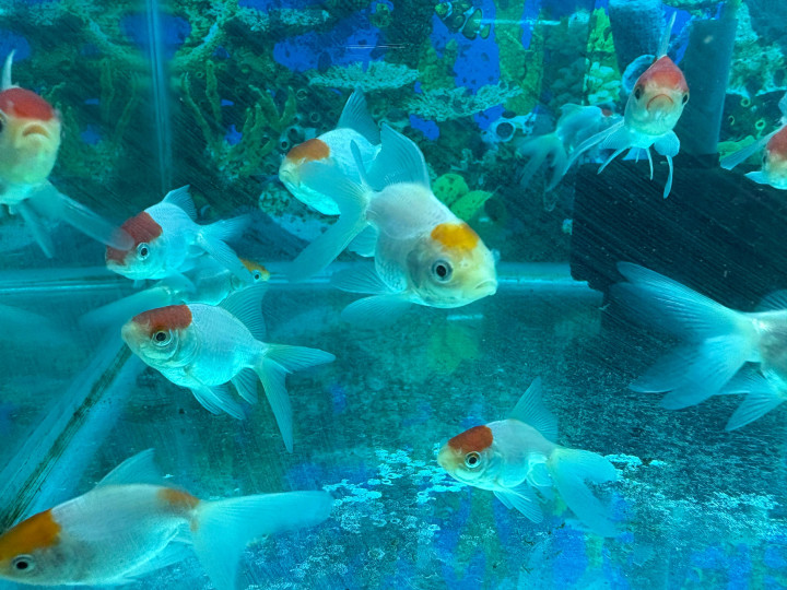 Red Cap Gold Fish