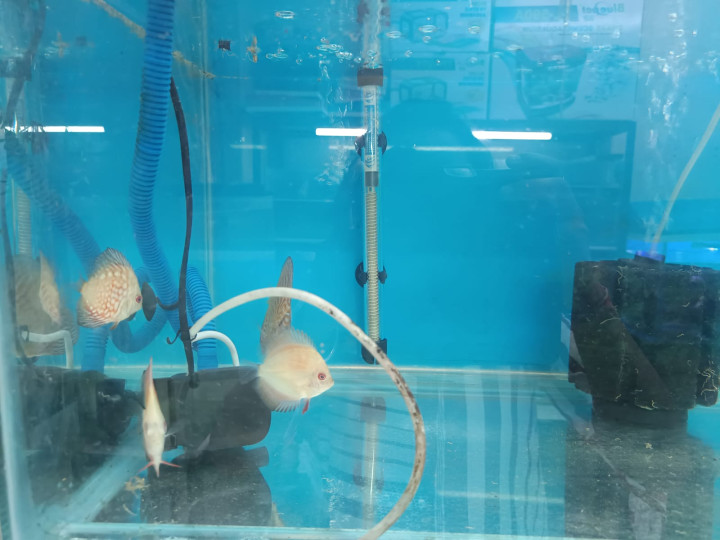 Small Discus