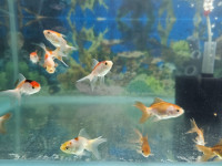 Tricolor Goldfish