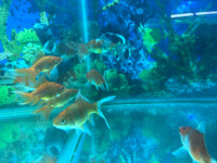 Subankin goldfish