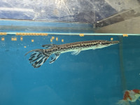 Alligator fish