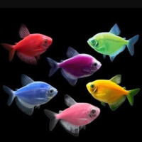 Tetra mixed