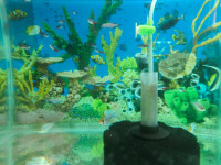 Electric Blue fish