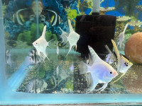 White angel fish