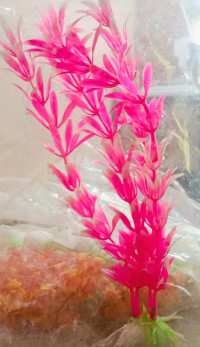 middium  plastic plant